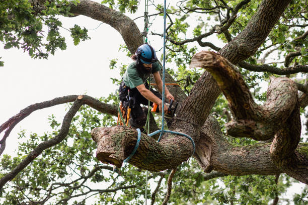 Best Pest Control for Lawns  in Shrub Oak, NY
