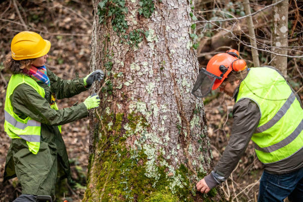 Best Tree Removal  in Shrub Oak, NY