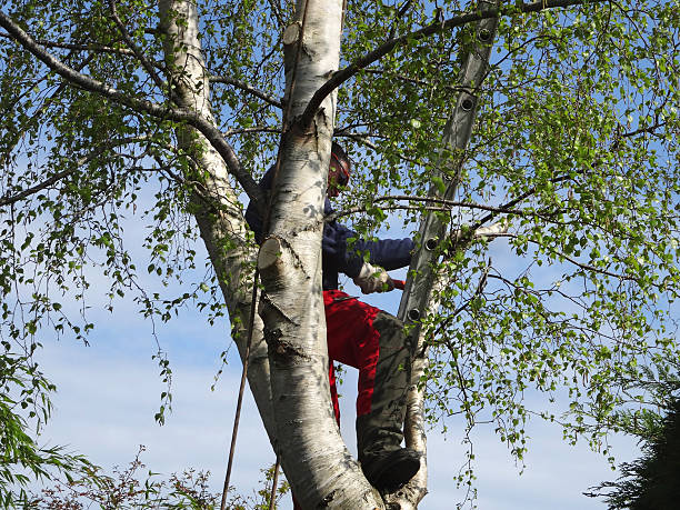 Best Hedge Trimming  in Shrub Oak, NY